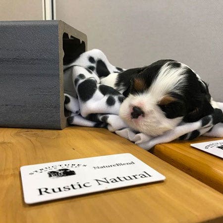 white and black puppy sleeping on deck boards