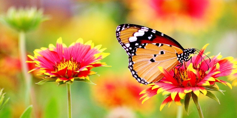 Learn more about how a DecksDirect customer in Florida built a DIY butterfly sanctuary!